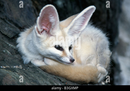 FENNEC FOX Vulpes vulpes ZERDA fennec animale animali a sangue canide lo cespuglioso canidi Canidae Canis carnivora carnivoro carnivoro curl curl Foto Stock