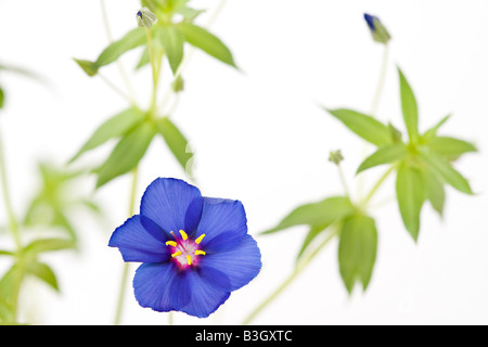 Anagallis monellii 'Skylover' o Blue Pimpernel piante in fiore contro uno sfondo bianco Foto Stock