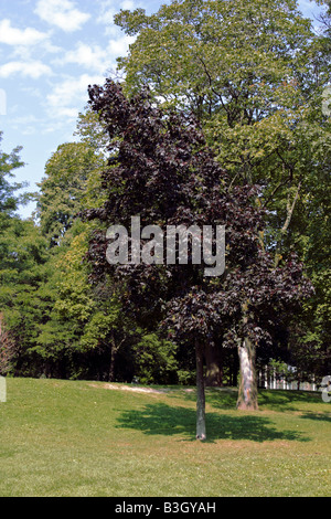 Profondo rosso acero Norvegia o Acer platanoides nella sua tarda estate del fogliame Foto Stock