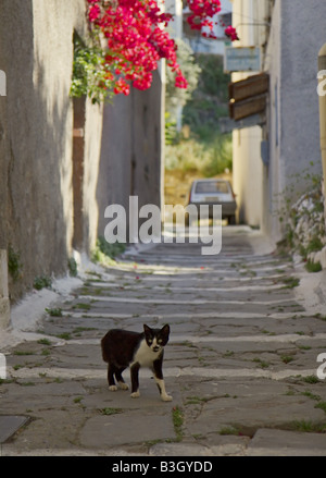 Un bianco e nero cat camminando giù per una strada stretta koroni in Grecia Foto Stock