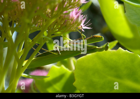 Unione Mantide Religiosa (mantide religiosa) - nascondendo sul giardino arbusto, Francia. Foto Stock