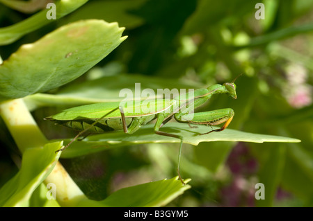 Unione Mantide Religiosa (mantide religiosa) - nascondendo sul giardino arbusto, Francia. Foto Stock