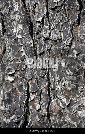 Dettaglio della corteccia di Pinus radiata o pino di Monterey a Isel Park Nelson Nuova Zelanda Foto Stock