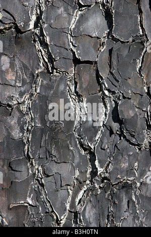 Dettaglio della corteccia di Pinus radiata o pino di Monterey a Isel Park Nelson Nuova Zelanda Foto Stock
