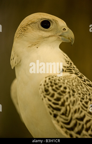 Gyrfalcon (Falco rusticolus) ritratto - Captive -trovato nell estremo Nord America Foto Stock