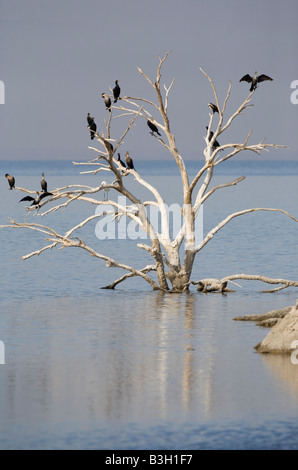 Double-crested cormorano (Phalacrocorax auritus) Pesce persico nei pressi di ossidiana Butte su un allagamento Salton Sea, la California del Sud Foto Stock