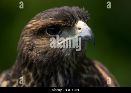 Harris Hawk (Parabuteo unicinctus) immaturo - verticale - Captive - USA Foto Stock