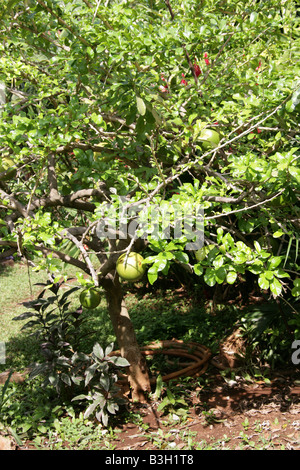 Maracuya frutto della passione, Passiflora edulis, Penisola dello Yucatan, Messico Foto Stock