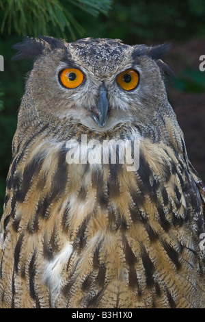 Gufo reale (Bubo bubo) Eurasian - Close-up - Captive - USA Foto Stock