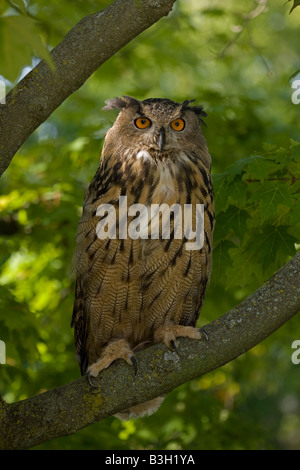 Gufo reale (Bubo bubo) Eurasian - arroccato sul ramo - Captive - USA Foto Stock