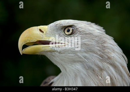 Aquila calva (Haliaeetus leucocephalus) ritratto USA - Captive - uccello nazionale degli Stati Uniti d'America - si trova in gran parte del Nord America Foto Stock