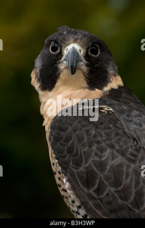Falco pellegrino (Falco peregrinus) ritratto Captive - USA Foto Stock
