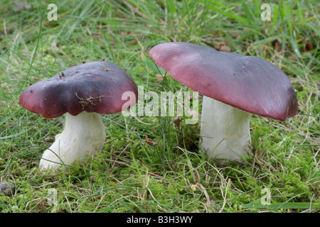 Viola nerastro Russula - Russula atropurpurea Foto Stock