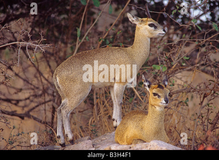 Klippspringer Oreotragus oreotragus madre e giovane Parco Nazionale Kruger Sud Africa Foto Stock