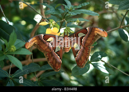 Atlas Moth (attacus Atlas). Foto Stock