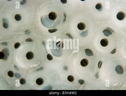 Frog spawn Rana temporaria mostra 2 e 4 celled embrioni circondato da gelatina di protezione Foto Stock