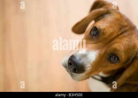 Un simpatico beagle di razza pura con abbondanza di spazio di copia Foto Stock