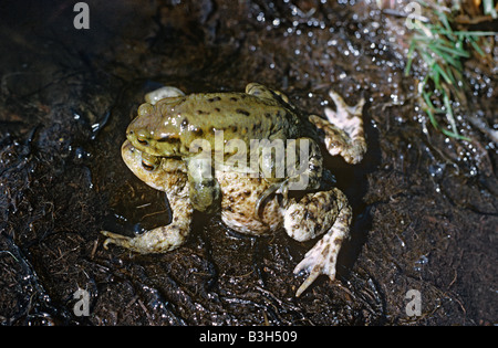 Coppia di rospi comuni Bufo bufo in amplexus a bordo del maschio di acqua sulla parte superiore Foto Stock