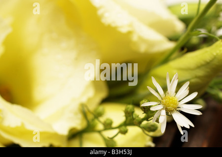 Chiudere fino ad un mazzo di rose e margherite daisy nel fuoco rose fuori fuoco shallow DOF spazio di copia Foto Stock