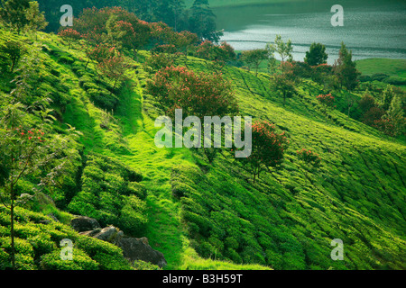 La piantagione di tè o piantagione di tè o Tea Garden o la coltivazione del tè in Munnar (The) Città del Kerala Stato in India,Asia Foto Stock