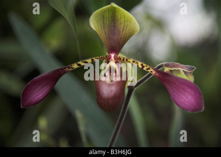 Orchidee in mostra presso il giardino botanico, il Jardín Botánico Parque La Carolina di Quito, Ecuador. Foto Stock