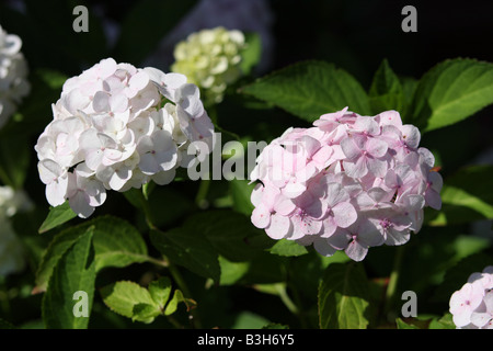 Ortensia bianca Foto Stock
