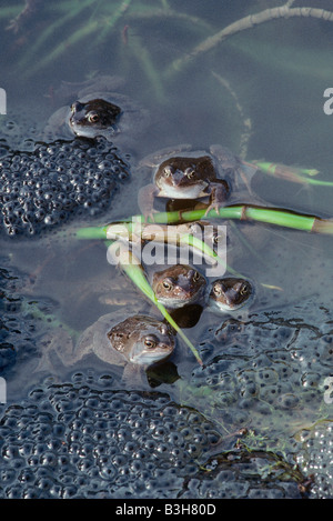 Rane Rana temporaria la deposizione delle uova nel laghetto in giardino Foto Stock