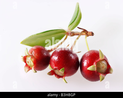 Ugni molinae biologico o Turcz ancora vita su fondo bianco per taglio Foto Stock