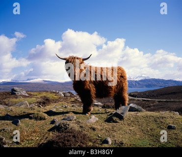 Highland mucca da vicino Applecross a Loch Torridon, Wester Ross, regione delle Highlands, Scozia Foto Stock