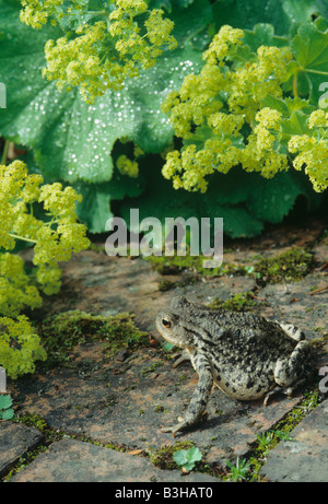 Il rospo comune Bufo bufo sul percorso di mattoni in giardino con lady s mantello Alchemilla mollis Foto Stock