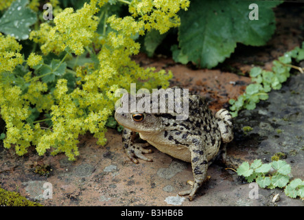 Il rospo comune Bufo bufo sul percorso di mattoni in giardino con lady s mantello Alchemilla mollis Foto Stock