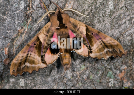 Accecato sphinx Paonias excaecatus è una falena della famiglia Sphingidae Foto Stock