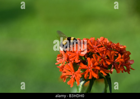 Striata shaggy bumblebee impollinare il fiore rosso Foto Stock