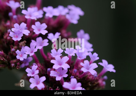 Verbena Bonariensis Foto Stock