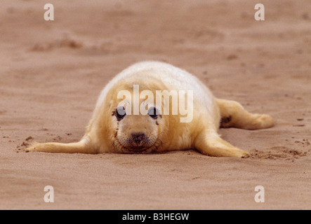 Grigio o guarnizione atlantico pup Halichoerus grypus atlanticus costa orientale della Gran Bretagna la crema nascita rivestire ricoperto di sabbia Foto Stock