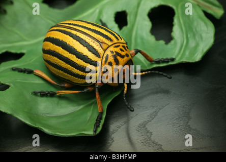 Modello in scala di Colorado potato beetle (Leptinotarsa decemlineata) nel Museo di Humboldt fur Naturkunde in Berlin, Germania Foto Stock