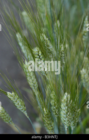 Emmer (Triticum dicoccon Schrank) Foto Stock