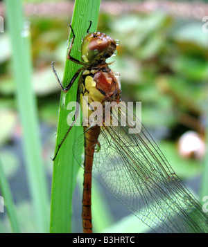 Darter comune Foto Stock