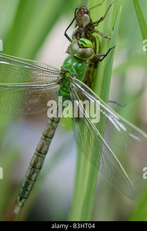 L'imperatore Libellula Foto Stock