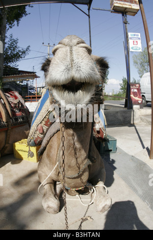 Camelus dromedarius, dromedario, one-humped cammello Foto Stock
