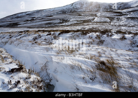 Canne che mostra attraverso il vento la neve soffiata in Glen Clunie, a sud di Braemar, Aberdeenshire, Scozia Foto Stock