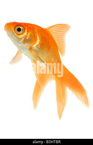 Carassius auratus, goldfish, carpa comune, fiocco, Comet, a coda di rondine Foto Stock