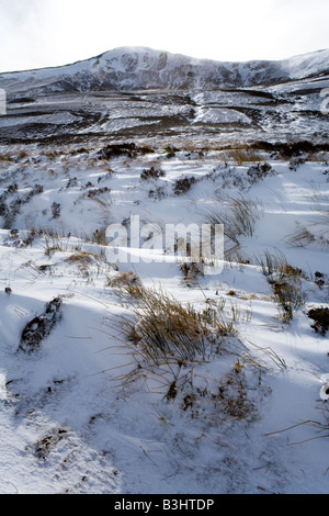 Canne che mostra attraverso il vento la neve soffiata in Glen Clunie, a sud di Braemar, Aberdeenshire, Scozia Foto Stock