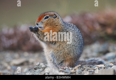Terra artica scoiattolo (Spermophilus parryii), Adulto mangiare, Alaska, STATI UNITI D'AMERICA Foto Stock