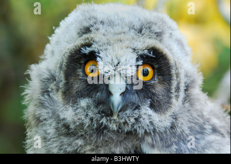 Gufo comune (Asio otus),giovani inesperti, Austria Foto Stock