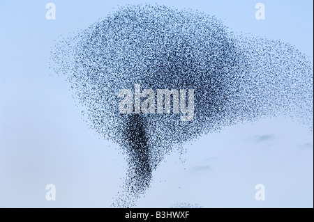 Unione Starling (Sturnus vulgaris), gregge la migrazione in inverno, Roma, Italia Foto Stock