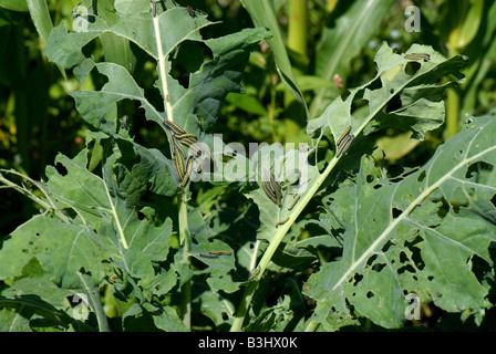 I bruchi di una grande farfalla bianca Sarcococca brassicae su gravemente danneggiati in foglie di cavolo Foto Stock