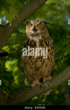 Gufo reale (Bubo bubo) Eurasian - arroccato sul ramo - Captive - USA Foto Stock