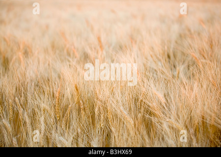 Golden campo di grano sfondo al tramonto Foto Stock