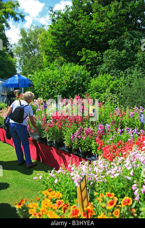 Pressione di stallo di piante a Taunton Flower Show, Somerset, Inghilterra, Regno Unito Foto Stock